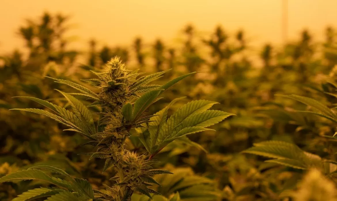 Meet Delta 9 Brands: Canada's Largest Dispensary Chain