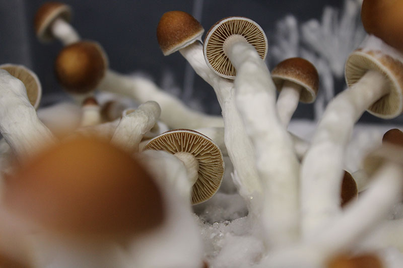 shroom gummies canada