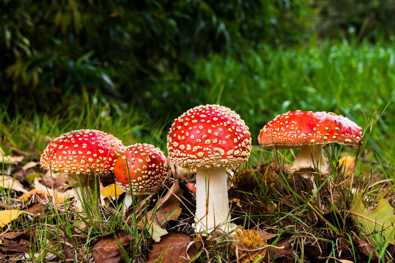 Amanita Muscaria Mushroom Edibles